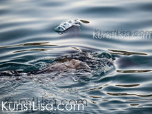 Lade das Bild in den Galerie-Viewer, Seelöwe-unter-der-Wasseroberfläche-Luftblasen-auf-dem-Wasser-im-Hafen-von-Kapstadt-in-Südafrika