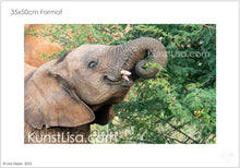 Lade das Bild in den Galerie-Viewer, Seitliche-Aufnahme-eines-Elefanten-Baby-mit-Stoßzähen-beim-Essen-in-Wildnis-in-Südafrika-Format-33x50cm