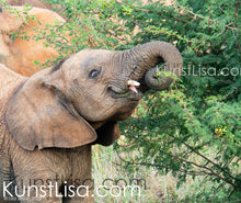 Lade das Bild in den Galerie-Viewer, Seitliche-Aufnahme-eines-Elefanten-Baby-mit-Stoßzähen-beim-Essen-in-Wildnis-in-Südafrika