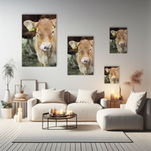 Lade das Bild in den Galerie-Viewer, Tierfotografie "Portrait eines Kälbchen auf dem Bauernhof" - Deutschland