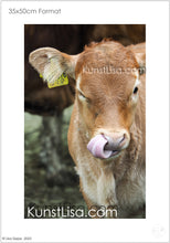 Lade das Bild in den Galerie-Viewer, Frontansicht-eines-kleinen-braunen-Kälbchens-auf-dem-Bauernhof-in-Deutschland-Format-35x50cm