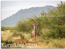 Lade das Bild in den Galerie-Viewer, Tierfotografie "Kudu mit gigantischem Geweih" - Südafrika