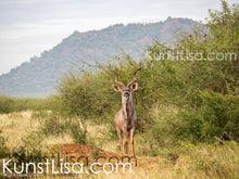Lade das Bild in den Galerie-Viewer, Frontansicht-eines-braunen-Kudus-mit-gigantischem-Geweih-in-Wildnis-auf-Safari-in-Südafrika-im-Hintergrund-grüne-Büsche-und-begrünter-Berg