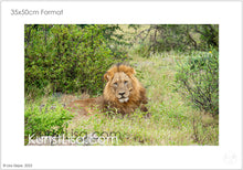 Lade das Bild in den Galerie-Viewer, Liegender-Löwe-im-Gras-vor-Büschen-Frontansicht-Gesicht-grüne-Büsche-im-Hintergrund-in-Wildnis-in-Südafrika-Format-35x50cm
