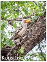 Lade das Bild in den Galerie-Viewer, Tierfotografie "Südlicher Gelbschnabel-Nashornvogel im Baum"- Südafrika