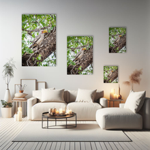 Lade das Bild in den Galerie-Viewer, Tierfotografie "Südlicher Gelbschnabel-Nashornvogel im Baum"- Südafrika