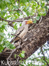 Lade das Bild in den Galerie-Viewer, Seitenansicht-eines-Gelbschnabel-Nashornvogels-auf-Baumstamm-in-grünen-Baum-in-Wildnis-in-Südafrika