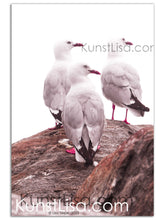 Lade das Bild in den Galerie-Viewer, Tierfotografie "Drei Möwen auf Felsen" - Neuseeland