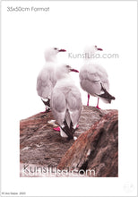 Lade das Bild in den Galerie-Viewer, Seitenansicht-von drei-Möwen-die-alle-nach-rechts-gucken-auf-rot-braunem-Felsen-vor-weißem-Hintergrund-in-Neuseeland-Format-35x50cm