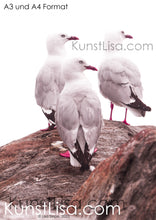 Lade das Bild in den Galerie-Viewer, Seitenansicht-von drei-Möwen-die-alle-nach-rechts-gucken-auf-rot-braunem-Felsen-vor-weißem-Hintergrund-in-Neuseeland-Format-A3-und-A4