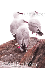 Lade das Bild in den Galerie-Viewer, Seitenansicht-von drei-Möwen-die-alle-nach-rechts-gucken-auf-rot-braunem-Felsen-vor-weißem-Hintergrund-in-Neuseeland