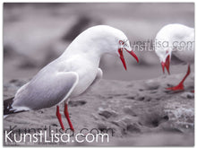 Lade das Bild in den Galerie-Viewer, Tierfotografie "Kreischende Möwen" - Neuseeland