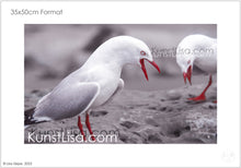 Lade das Bild in den Galerie-Viewer, Nahaufnahme-Seitenansicht-von-zwei-schreienden-Möwen-auf-Felsen-in-Neuseeland-Format-35x50cm