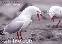 Lade das Bild in den Galerie-Viewer, Nahaufnahme-Seitenansicht-von-zwei-schreienden-Möwen-auf-Felsen-in-Neuseeland-Format-A3-und-A4
