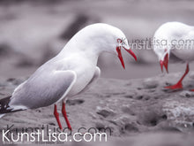 Lade das Bild in den Galerie-Viewer, Nahaufnahme-Seitenansicht-von-zwei-schreienden-Möwen-auf-Felsen-in-Neuseeland
