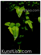 Lade das Bild in den Galerie-Viewer, Naturfotografie "Leuchtende Blätter in Dunkelheit" - Neuseeland