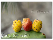 Lade das Bild in den Galerie-Viewer, Naturfotografie "Kaktusfeigen" - Peru