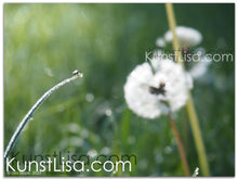 Lade das Bild in den Galerie-Viewer, Naturfotografie "Löwenzahnblüte/Pusteblume" - Deutschland
