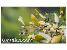 Lade das Bild in den Galerie-Viewer, Naturfotografie "Mangrovenbaum, graue Mangrove" - Neuseeland