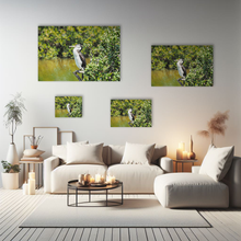 Lade das Bild in den Galerie-Viewer, Tierfotografie "Komoran-Elsterscharbe im Mangrovenwald" - Neuseeland