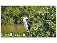 Lade das Bild in den Galerie-Viewer, Tierfotografie "Komoran-Elsterscharbe im Mangrovenwald" - Neuseeland