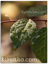 Lade das Bild in den Galerie-Viewer, Naturfotografie "Blatt im Morgentau" - Peru