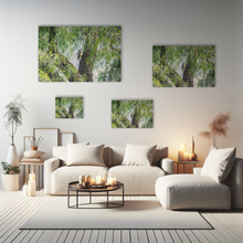 Lade das Bild in den Galerie-Viewer, Tierfotografie "Südandenspecht im Baum" - Peru