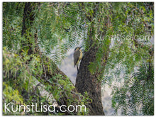 Lade das Bild in den Galerie-Viewer, Tierfotografie "Südandenspecht im Baum" - Peru