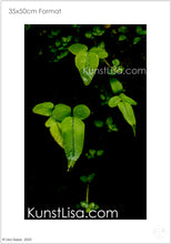 Lade das Bild in den Galerie-Viewer, Frontansicht-leuchtend-grüner-Blätter/Efeu-vor-schwarzem-Hintergrund-Makro/Nahaufnahme-von-Natur-in-Neuseeland-Format-35x50cm