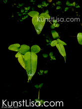 Lade das Bild in den Galerie-Viewer, Frontansicht-leuchtend-grüner-Blätter/Efeu-vor-schwarzem-Hintergrund-Makro/Nahaufnahme-von-Natur-in-Neuseeland