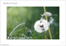 Lade das Bild in den Galerie-Viewer, Grünes-Gras-und-weiße-Löwenzahnblüte-Pusteblume-im-Morgentau-Fliege-auf-Grashalm-Natur-in-Deutschland-Format-35x50cm