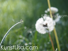 Lade das Bild in den Galerie-Viewer, Grünes-Gras-und-weiße-Löwenzahnblüte-Pusteblume-im-Morgentau-Fliege-auf-Grashalm-Natur-in-Deutschland