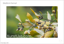 Lade das Bild in den Galerie-Viewer, Nahaufnahme-von-den-gelben-Früchten-und-gelben-Blätter-an-den-Ästen-der-grauen-Mangrove-Avicennia-marina-im-Mangrovenwald-in-Neuseeland-Format-35x50cm
