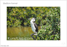 Lade das Bild in den Galerie-Viewer, Seitenansicht-Komoran-Elsterscharbe-im-Mangrovenwald-sitzt-auf-Mangrovenbaum-mit-grünen-Blättern-in-Neuseeland-Format-35x50cm-