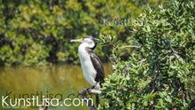 Lade das Bild in den Galerie-Viewer, Seitenansicht-Komoran-Elsterscharbe-im-Mangrovenwald-sitzt-auf-Mangrovenbaum-mit-grünen-Blättern-in-Neuseeland