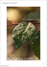 Lade das Bild in den Galerie-Viewer, Front-Ansicht-grünes-Blatt-mit-Wassertropfen-benetzt-an-Zweig-vom-Baum-hängend-in-warmem-Licht-Makro-Nahaufnahme-Herbst-in-Deutschland-Format-35x50cm