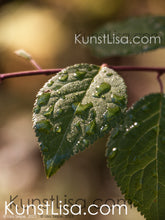 Lade das Bild in den Galerie-Viewer, Front-Ansicht-grünes-Blatt-mit-Wassertropfen-benetzt-an-Zweig-vom-Baum-hängend-in-warmem-Licht-Makro-Nahaufnahme-Herbst-in-Deutschland