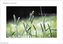 Lade das Bild in den Galerie-Viewer, Grünes-Gras-Blüte-vom-Rohr-Fuchsschwanz-vor-schwarzem-Hintergrund-Makro-Nahaufnahme-in-Deutschland-Format-35x50cm