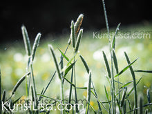 Lade das Bild in den Galerie-Viewer, Grünes-Gras-Blüte-vom-Rohr-Fuchsschwanz-vor-schwarzem-Hintergrund-Makro-Nahaufnahme-in-Deutschland