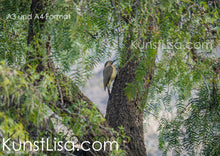 Lade das Bild in den Galerie-Viewer, Seitenansicht-vom-Südanden-Specht-Vogel-auf-Stamm-im-grünen-Baum-in-Wildnis-von-Peru-Format-A3-und-A4
