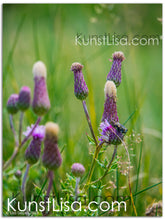Lade das Bild in den Galerie-Viewer, Naturfotografie "Blüten der Ackerdistel" - Neuseeland