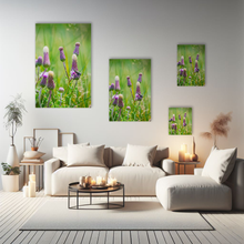 Lade das Bild in den Galerie-Viewer, Naturfotografie "Blüten der Ackerdistel" - Neuseeland