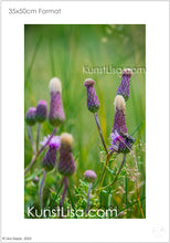 Lade das Bild in den Galerie-Viewer, Detailaufnahme-von-den-lila-Blüten-der-Ackerdistel-Fliege-auf-Blüte-Natur-in-Neuseeland-Format-35x50cm