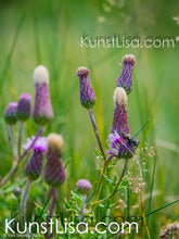 Lade das Bild in den Galerie-Viewer, Detailaufnahme-von-den-lila-Blüten-der-Ackerdistel-Fliege-auf-Blüte-Natur-in-Neuseeland