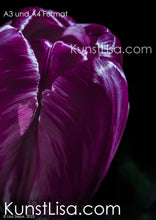 Lade das Bild in den Galerie-Viewer, Nahaufnahme-von-lila-pinker-Tulpe-Blume-vor-schwarzem-Hintergrund-Deutschland-Format-A3-und-A4