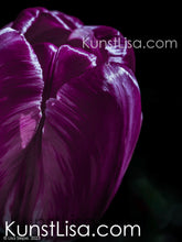 Lade das Bild in den Galerie-Viewer, Nahaufnahme-von-lila-pinker-Tulpe-Blume-vor-schwarzem-Hintergrund-Deutschland