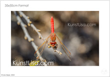 Lade das Bild in den Galerie-Viewer, Nahaufnahme-einer-orangenen-Feuerlibelle-in-Wildnis-in-Peru-mit-verschwommenem-Hintergrund-Format-35x50cm