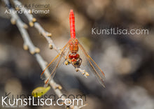 Lade das Bild in den Galerie-Viewer, Nahaufnahme-einer-orangenen-Feuerlibelle-in-Wildnis-in-Peru-mit-verschwommenem-Hintergrund-Format-A3-und-A4