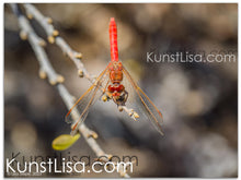 Lade das Bild in den Galerie-Viewer, Tierfotografie "Feuerlibelle" - Peru