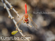 Lade das Bild in den Galerie-Viewer, Nahaufnahme-einer-orangenen-Feuerlibelle-in-Wildnis-in-Peru-mit-verschwommenem-Hintergrund